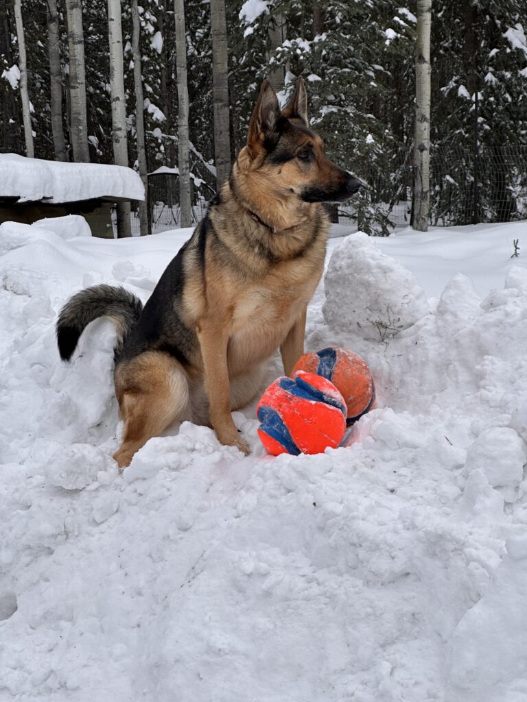 German Shepherd Kishegwet