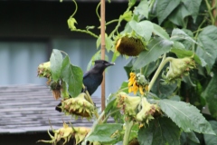 Steller's Jay feeding