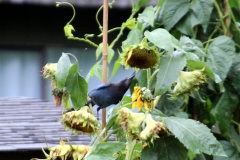 Steller's Jay feeding