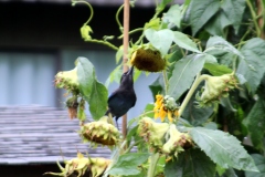 Steller's Jay feeding