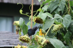 Steller's Jay feeding